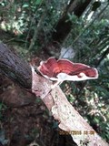 Microporus xanthopus image