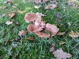 Tricholoma dryophilum image