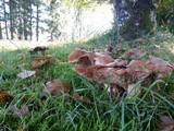 Tricholoma dryophilum image