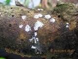 Ceratiomyxa fruticulosa var. fruticulosa image