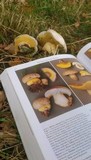 Boletus radicans image