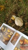 Boletus radicans image