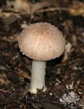 Echinoderma asperum image
