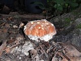 Fomitopsis spraguei image