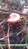 Lactarius rufus image