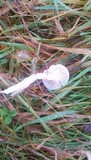 Cuphophyllus virgineus image