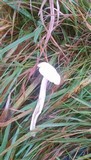 Cuphophyllus virgineus image
