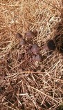 Mycena galopus var. nigra image