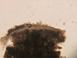 Aphanobasidium pseudotsugae image