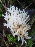 Ramariopsis kunzei image