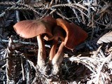 Cortinarius smithii image