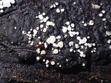 Polydesmia pruinosa image