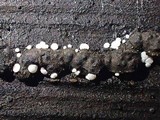 Polydesmia pruinosa image