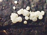Polydesmia pruinosa image
