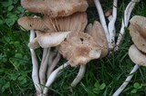 Marasmius oreades image