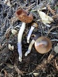 Cortinarius vanduzerensis image