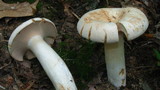 Lactarius piperatus image