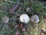 Hygrophorus pustulatus image