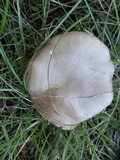 Hygrophorus pustulatus image