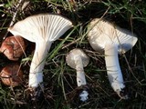 Hygrophorus pustulatus image