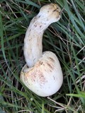 Agaricus californicus image