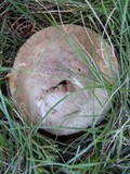 Agaricus californicus image