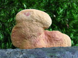 Hapalopilus nidulans image