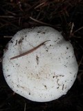 Agaricus silvicola image