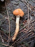 Pholiota astragalina image