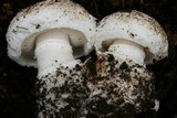 Leucoagaricus amanitoides image