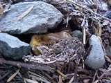 Gastroboletus turbinatus image