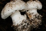 Leucoagaricus amanitoides image