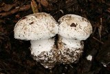 Leucoagaricus amanitoides image