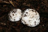 Leucoagaricus amanitoides image