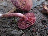 Tubaria punicea image