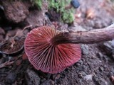 Tubaria punicea image