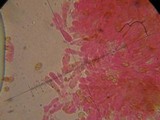 Tubaria punicea image