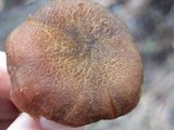 Tricholomopsis rutilans image