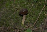 Lactarius fallax image