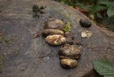 Fomitopsis ochracea image
