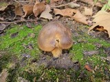 Lyophyllum decastes image