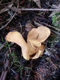 Otidea onotica image
