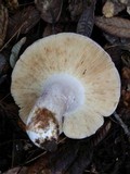 Russula brunneola image