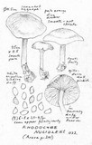 Rhodocybe nuciolens image