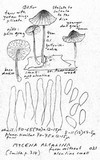 Mycena alcalina image