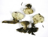Pleurotus populinus image