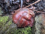 Ganoderma polychromum image
