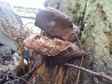 Ganoderma polychromum image