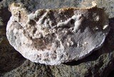 Trametes gibbosa image