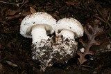 Leucoagaricus amanitoides image